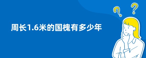 周长1.6米的国槐有多少年