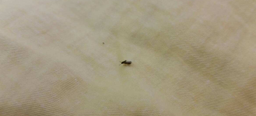 床上怎么会有毒隐翅虫
