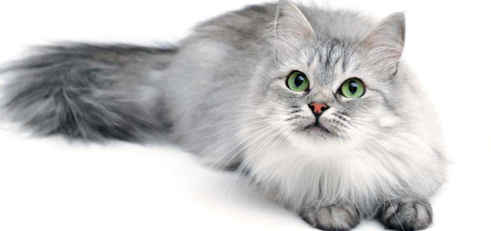 烟灰色长毛猫品种