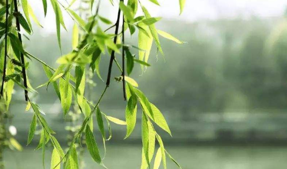 稍有违情定风子是什么意思