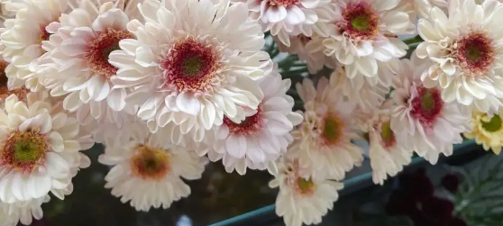花努力小菊基地在哪里