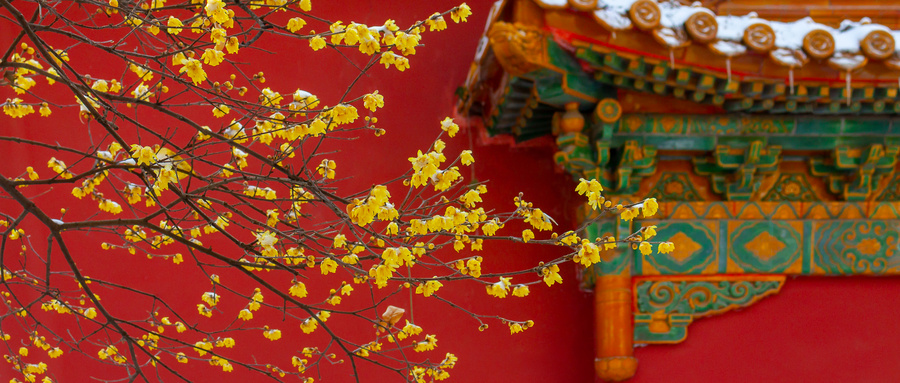 折梅问雪什么意思