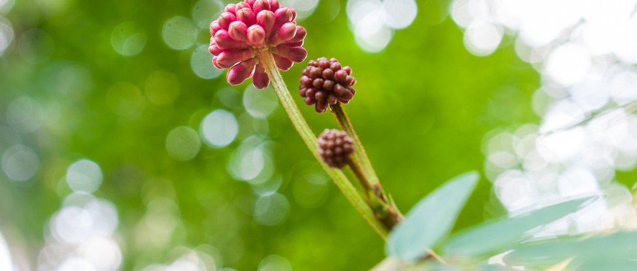 重阳节是几月几号