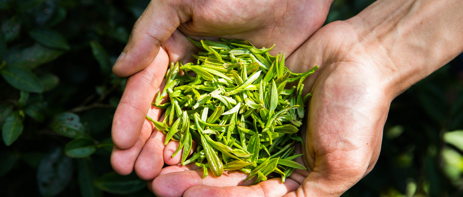 乌龙茶属于什么茶