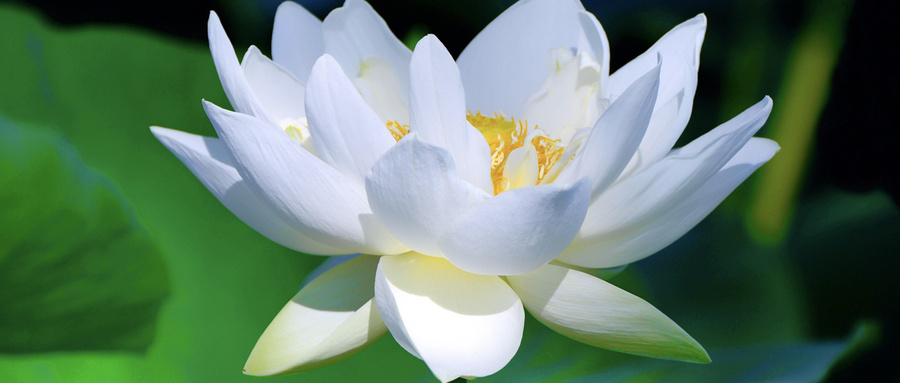 白莲花是什么意思