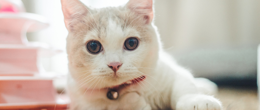 猫咪踩奶是什么意思