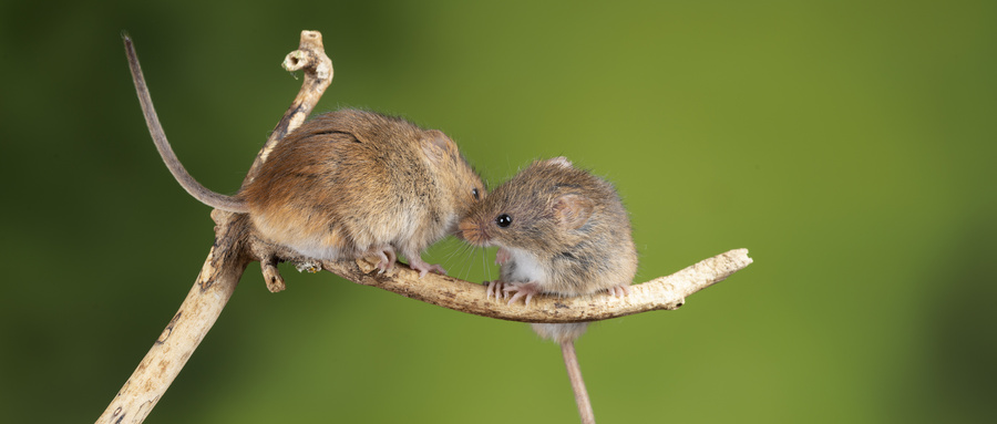 mouse的复数