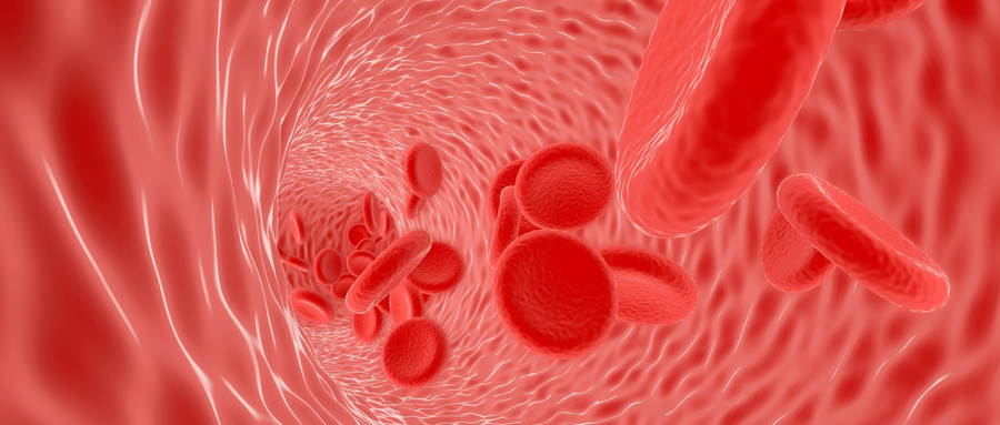 哺乳动物成熟红细胞有什么特点？与其他动物红细胞有什么区别