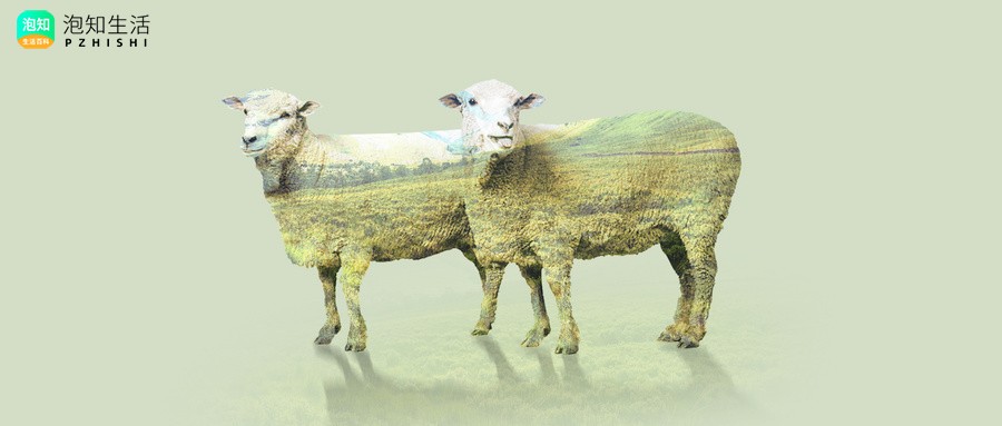 sheep怎么读？它的用法有哪些？
