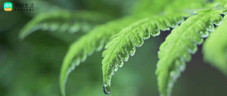 三七菜怎样养成老桩