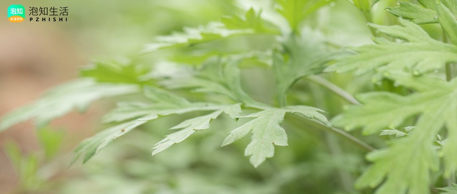 罗城艾草收购地址