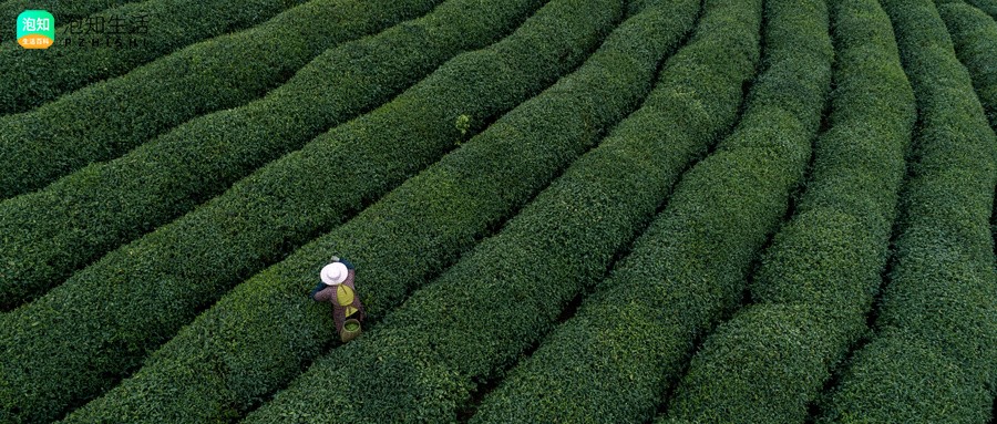 福建岩茶是碎铜茶吗