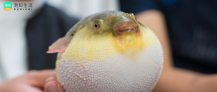 琢鱼好吃吗