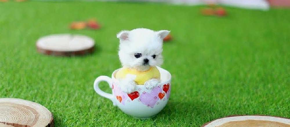 拼多多上茶杯犬150是真的吗