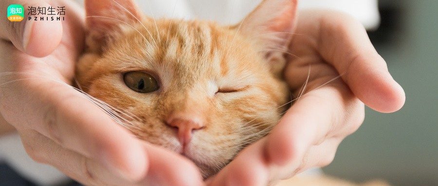 猫听到多少赫兹会吐