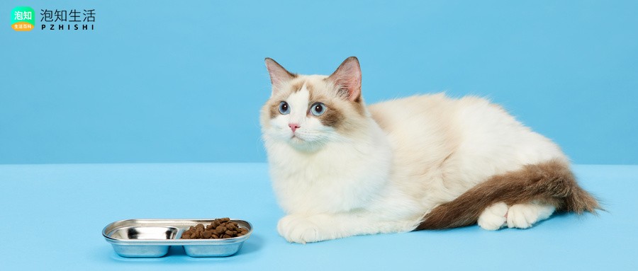 无谷猫粮派得还是贝娇牌子好?