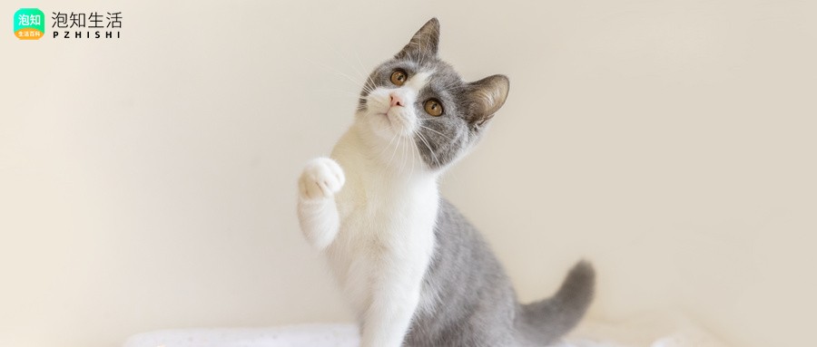 猫扒着涂什么颜色好看