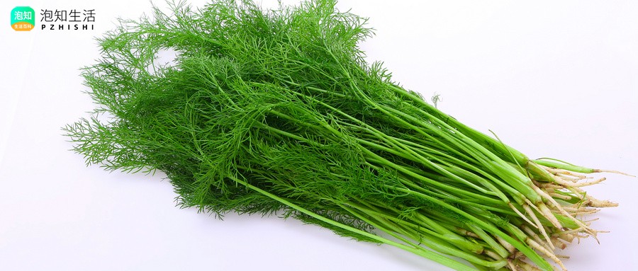 小雏菊是茴香吗