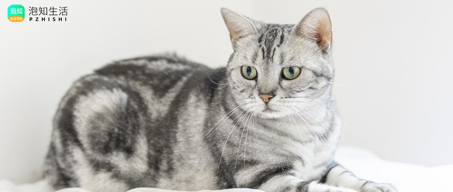 猫咪眼罩501怎么判断是否正常