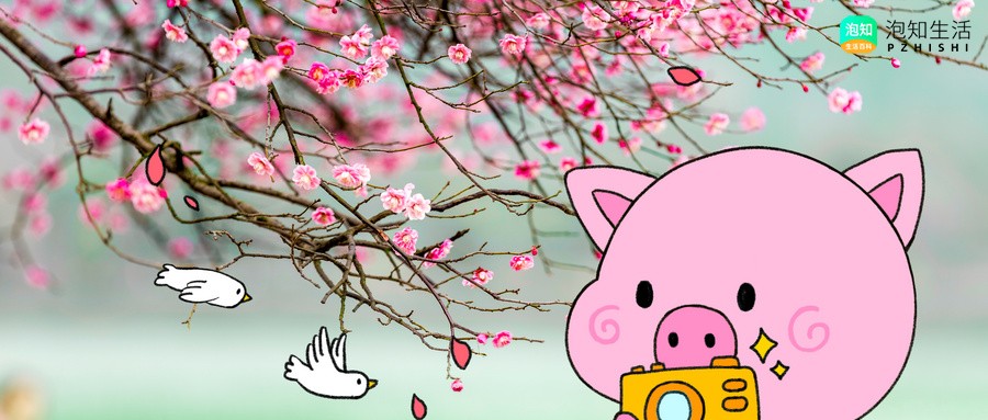花小猪怎么切换账号