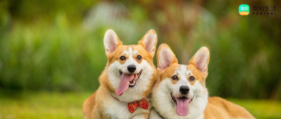 柴犬可以吃人类的饭吗？