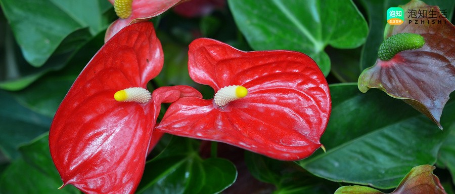 三角梅肥可以浇红掌花吗