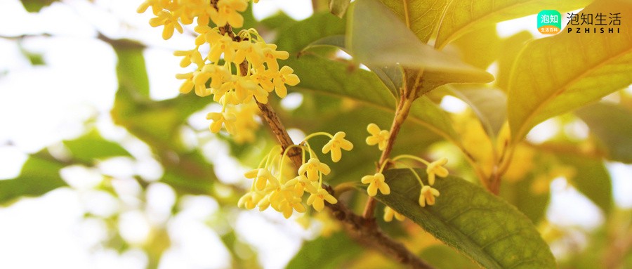 桂花树枝可以插入苹果种活吗