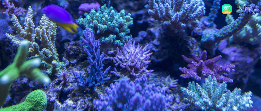 手星花珊瑚一般长多高