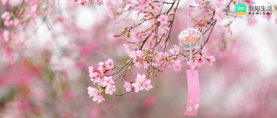 贵州适合种哪一款樱花
