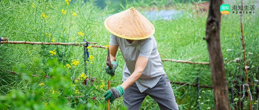 扎库烧的灰可以种菜吗