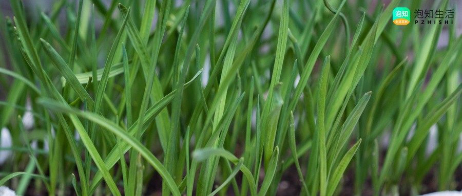 韭菜盒子放肉了能熟吗？韭菜盒子做好可以放冷冻吗