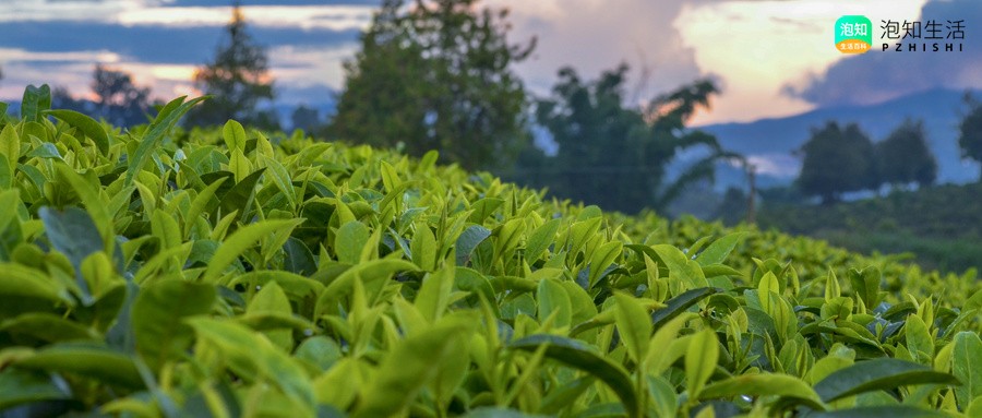 龙凤呈祥普洱茶好不好