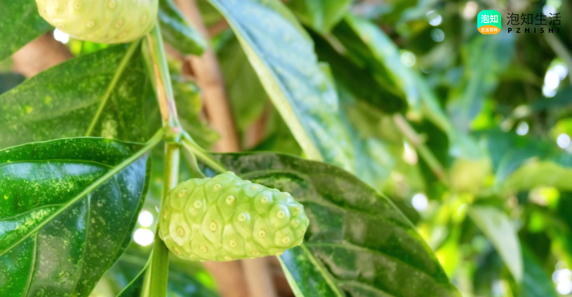 旋转蒸发仪提取白芨多糖多少度？旋转蒸发仪提取白芨多糖的方