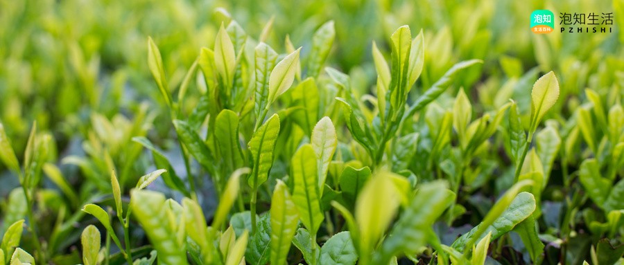 防城金花茶树花开完后就死吗？防城金花茶树耐寒吗