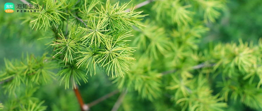 蓬莱松可不可以冷茶水浇?蓬莱松浇水要浇透吗