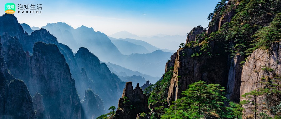 蓬莱松可不可以冷茶水浇?蓬莱松浇水要浇透吗