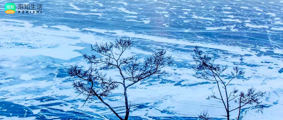 蓝雪花开花落地上怎么办？蓝雪花开花后怎么处理