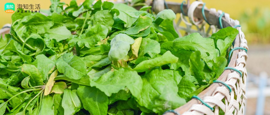 芥菜什么时候大量上市？芥菜的作用和功效
