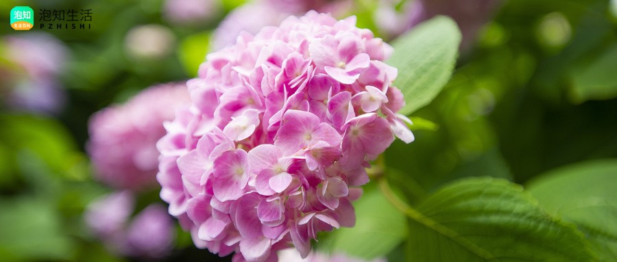 莎伦绣球花优缺点？纱织绣球花怎么修剪