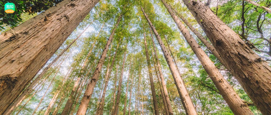 合欢树截干后当年还会开花吗？合欢树干枯怎么回事