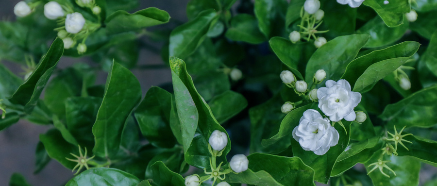 茉莉的养殖方法和注意事项，茉莉应该怎么养