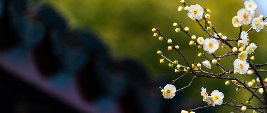 倾城花光枝可以种活吗？做成花束的花还能养活吗