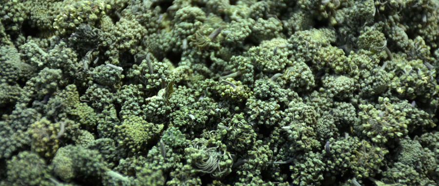 制作芒叶田七鸡所用的芒果叶为何要入沸水煮？芒果叶可以煮水喝吗