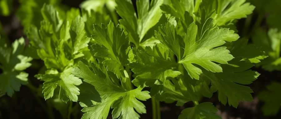 十香菜掐枝没根能栽活吗？十香菜剪了还能再长出来吗