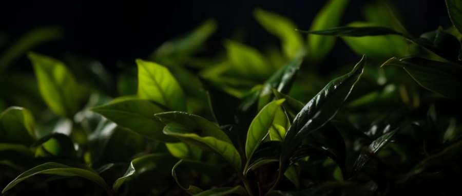 茶多酚的作用与功效，茶多酚会让人睡不着吗