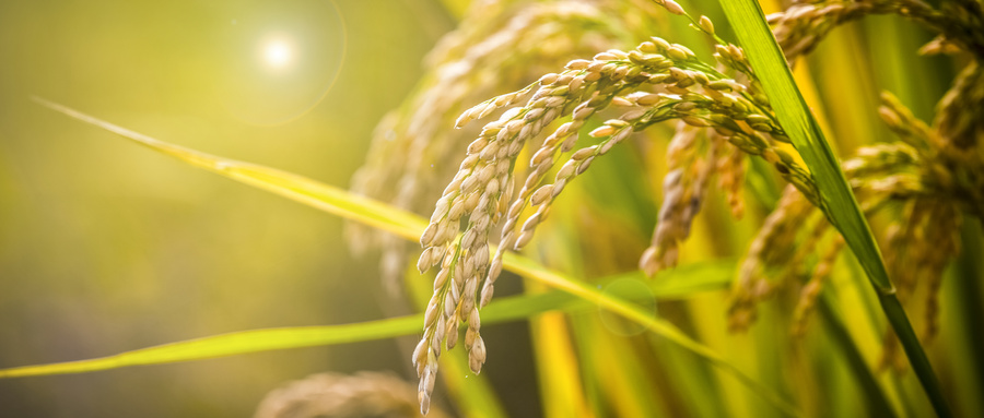 豆磷脂微生物菌剂肥用来播玉米种可以吗？豆磷脂微生物菌剂作用