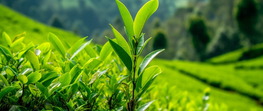 白玉螺茶叶茶底有股农药味怎么回事？玉螺茶与碧螺春的区别