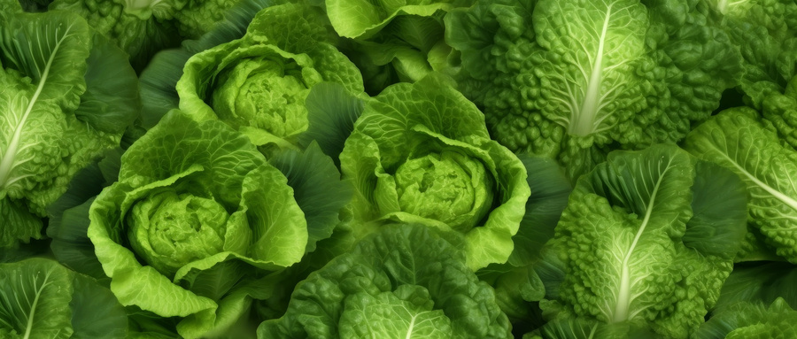 栽白菜打眼气怎么打？种白菜怎么打垄