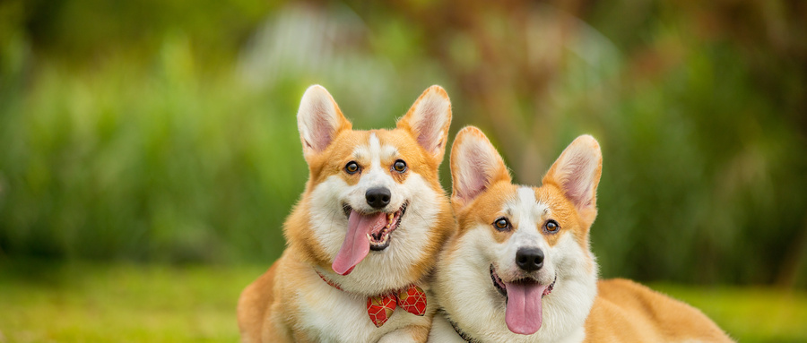 一辈子没让狗咬是不是可以长寿？没让狗咬过的人可以打狂犬疫苗吗