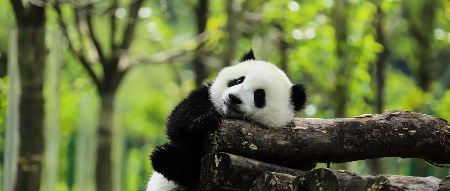 吉祥物是什么意思？吉祥物是骂人的话吗